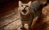 Why Is My Cat Meowing So Much? (And What You Can Do About It)