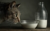 Can Cats Drink Milk? The Creamy Truth They Don't Tell You
